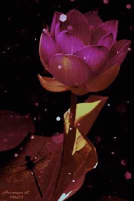 Fioletowa lilia w wodzie